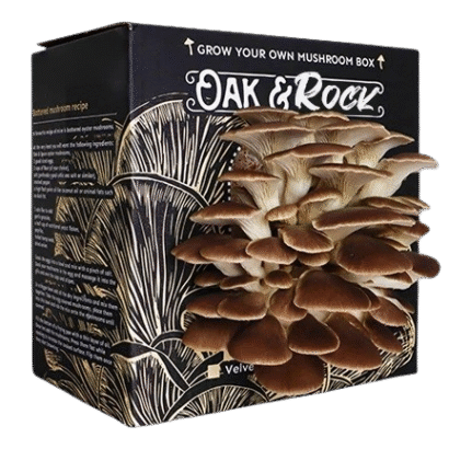Custom Mushroom Growing Kit Boxes
